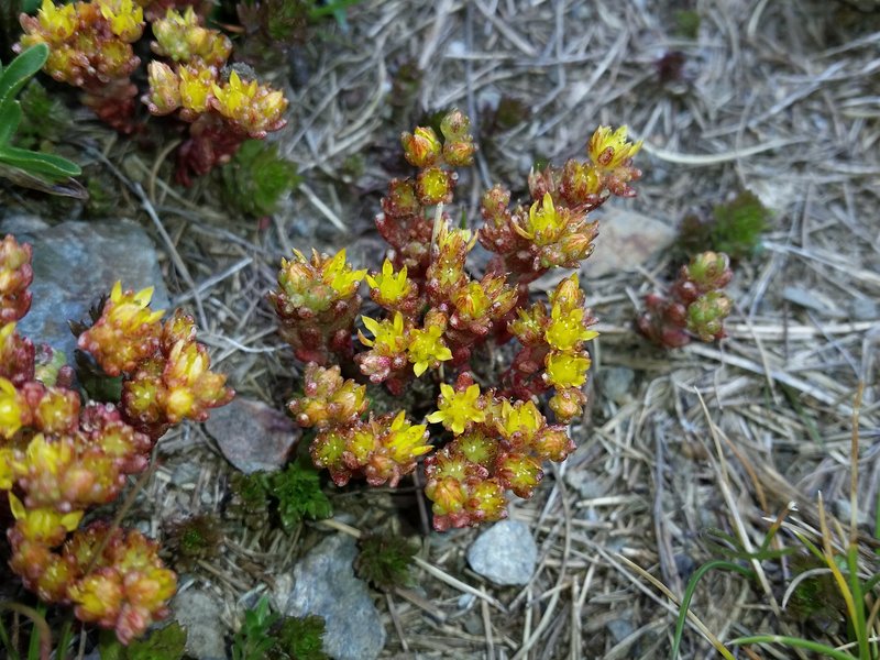 Annual Stonecrop photo 4