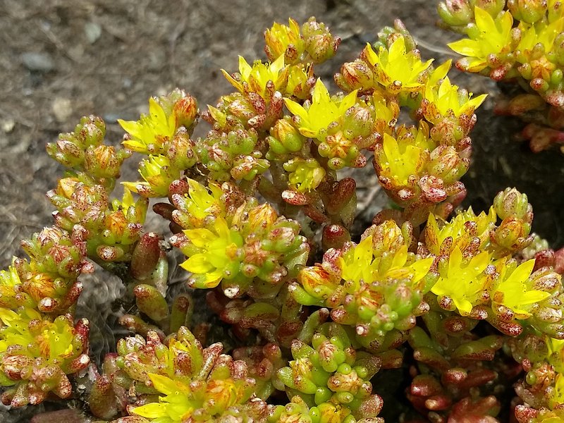 Annual Stonecrop photo 5
