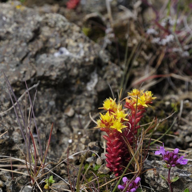 Annual Stonecrop photo 2