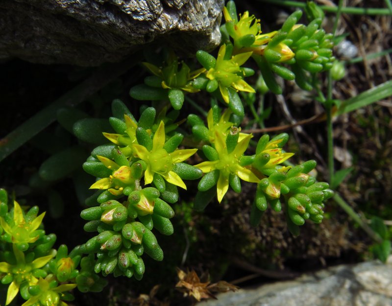 Annual Stonecrop