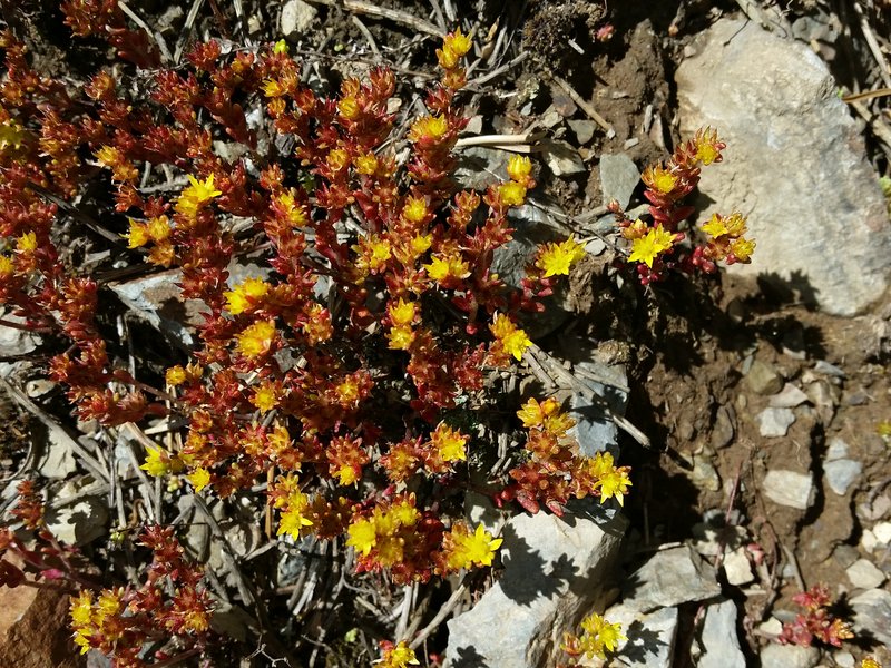 Annual Stonecrop photo 6