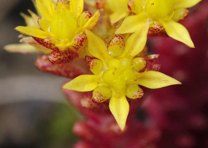Annual Stonecrop photo 7