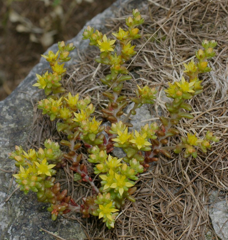Annual Stonecrop photo 8
