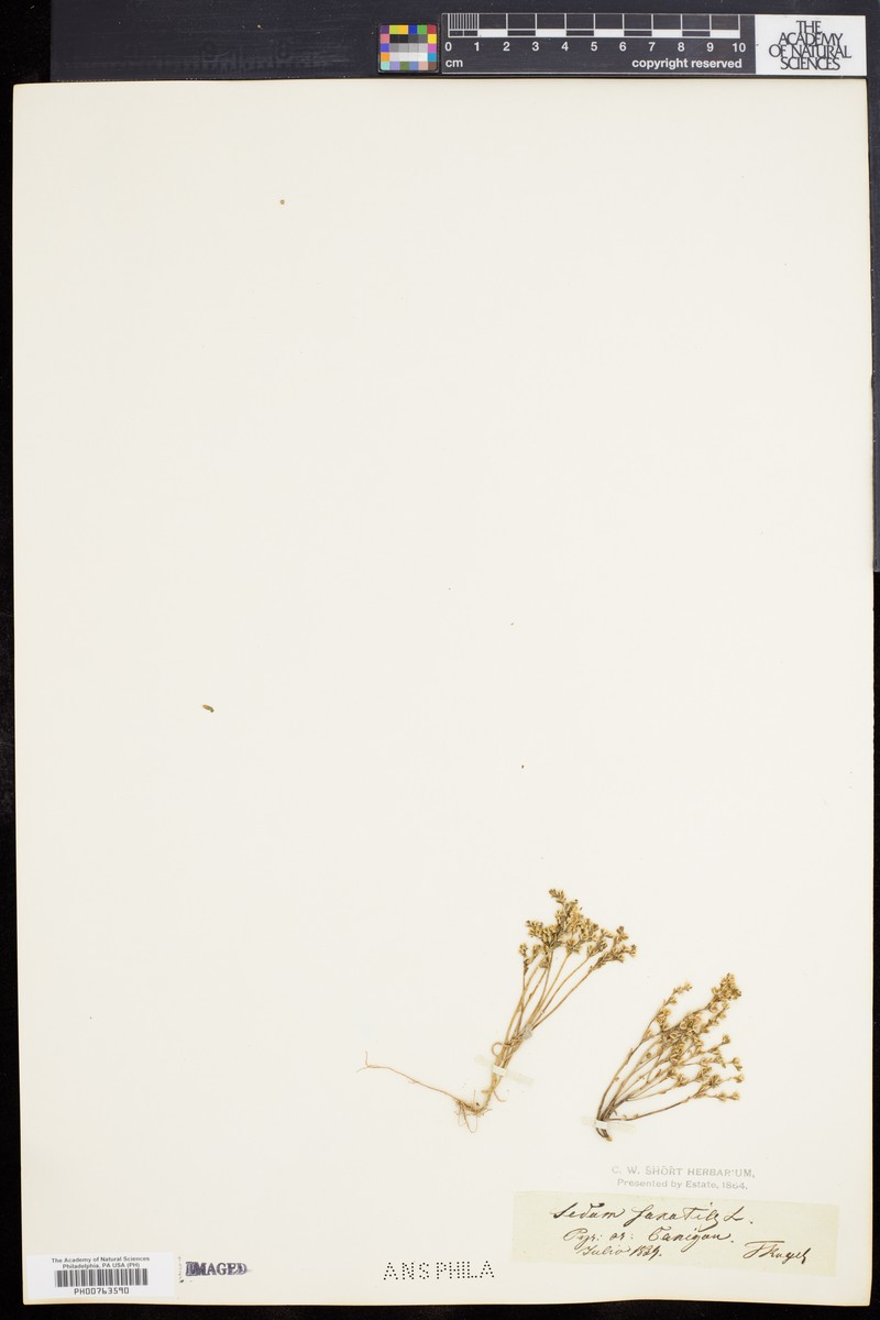 Sedum annuum subsp. annuum photo 2