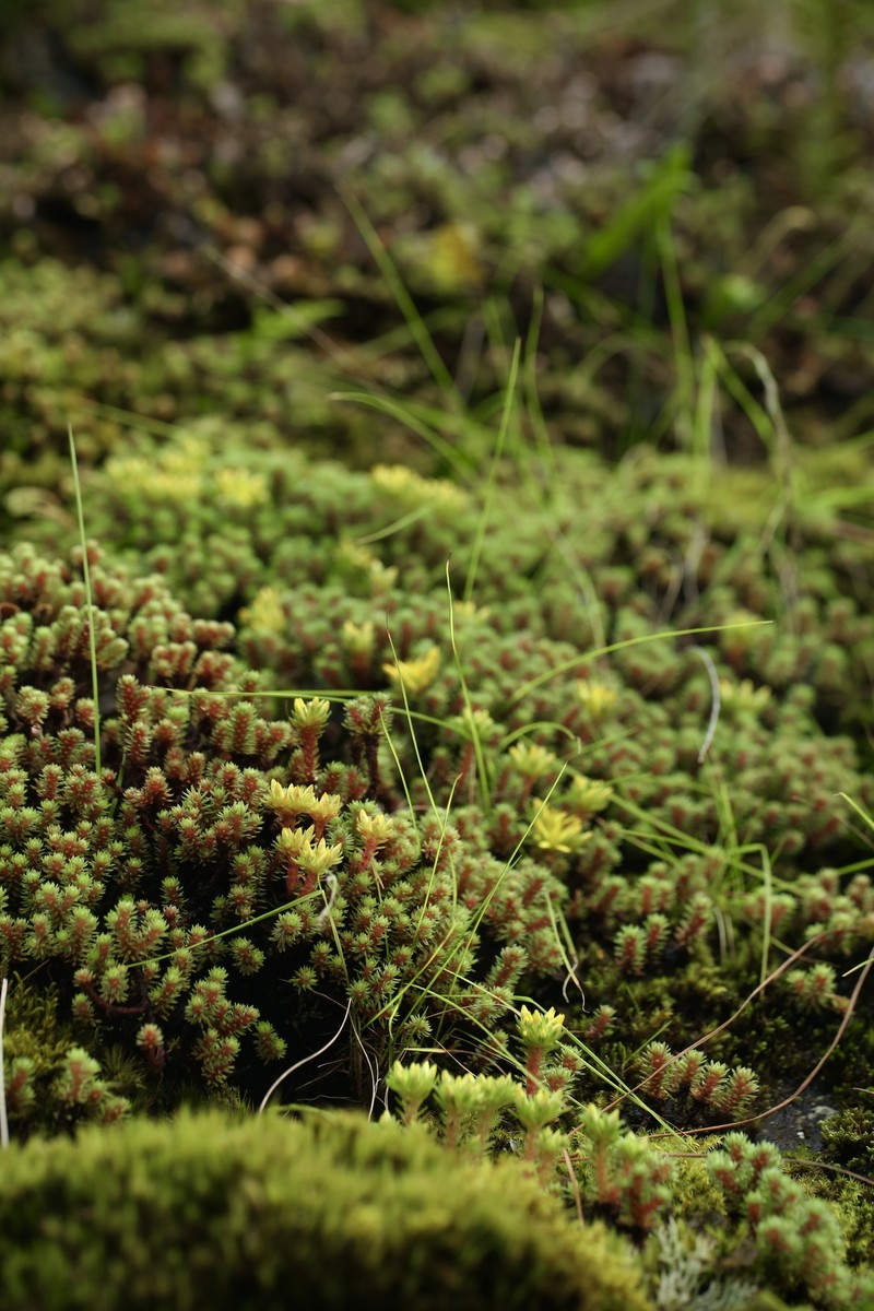Sedum beauverdii subsp. beauverdii