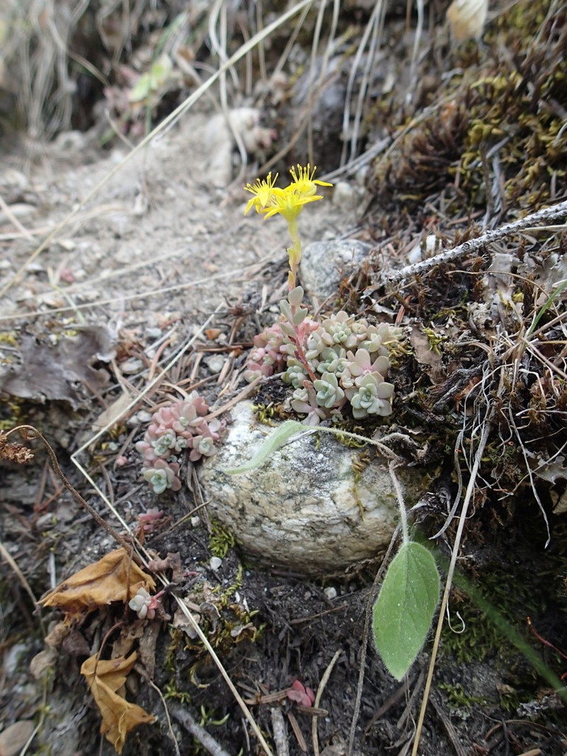 Borsch Stonecrop