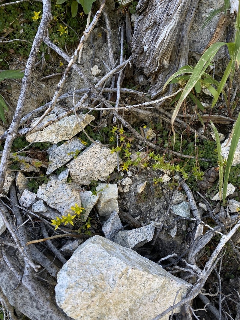 Borsch Stonecrop photo 2