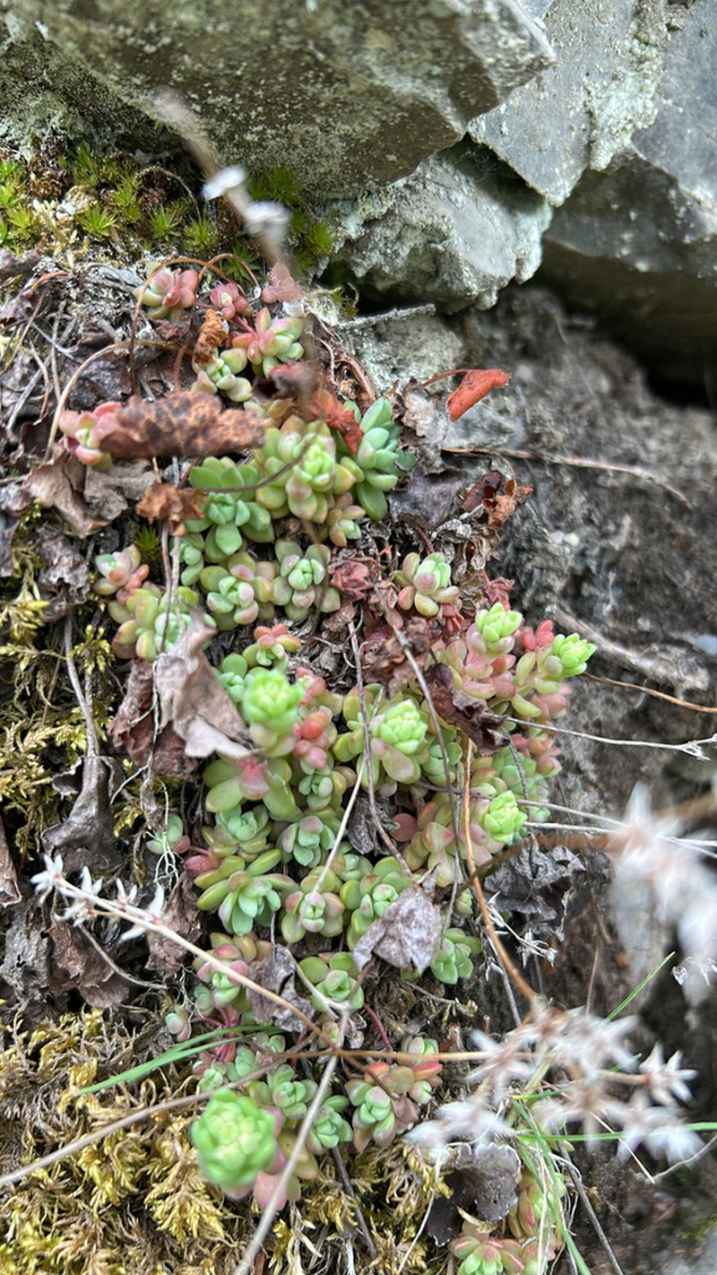 Borsch Stonecrop photo 4