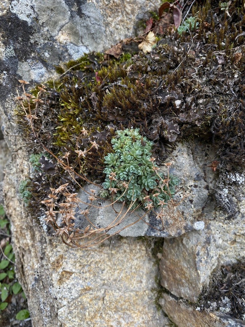 Borsch Stonecrop photo 5