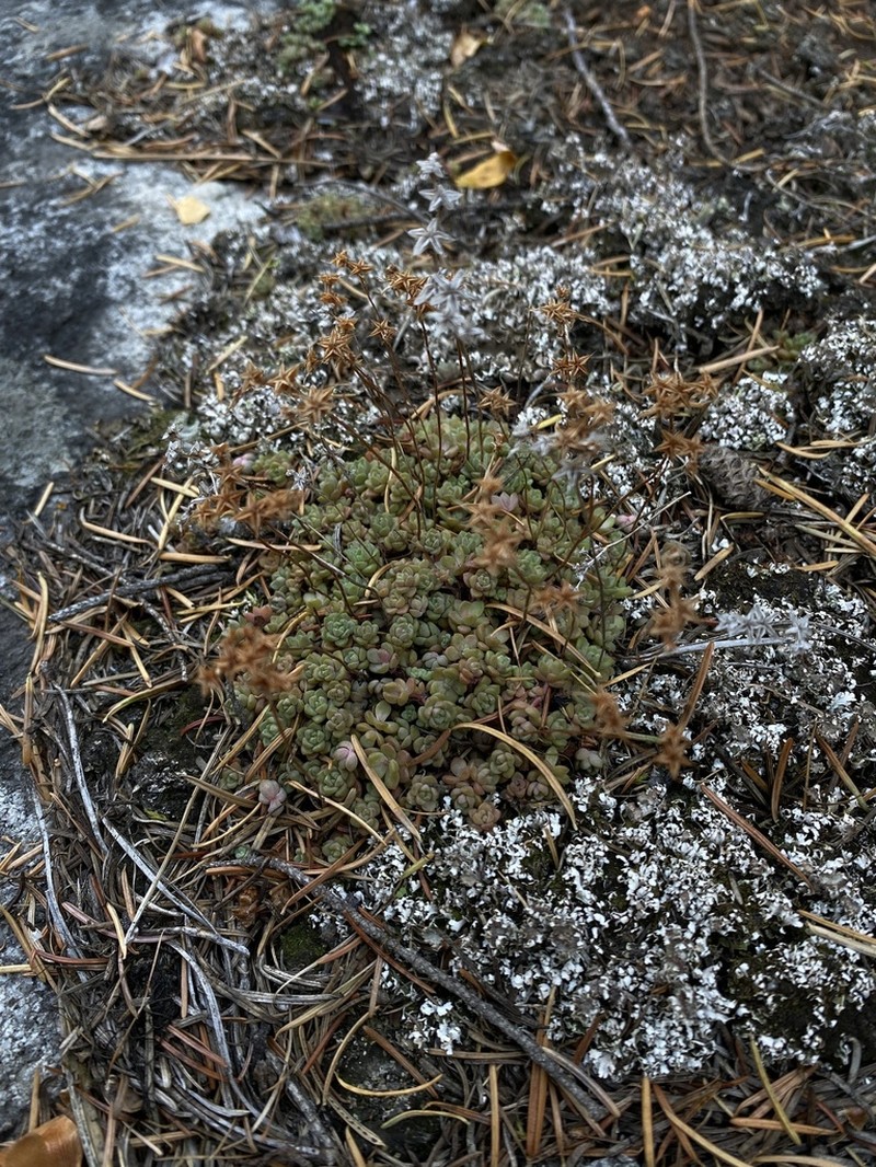 Borsch Stonecrop photo 6