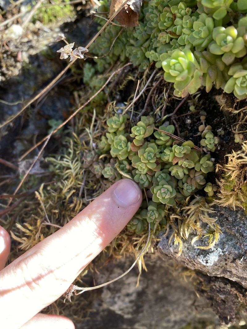 Borsch Stonecrop photo 7