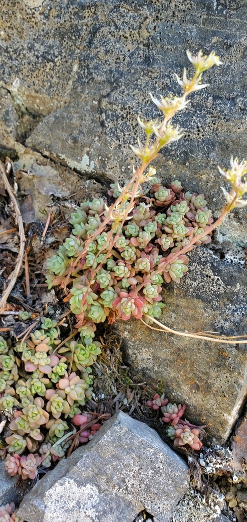 Borsch Stonecrop photo 8