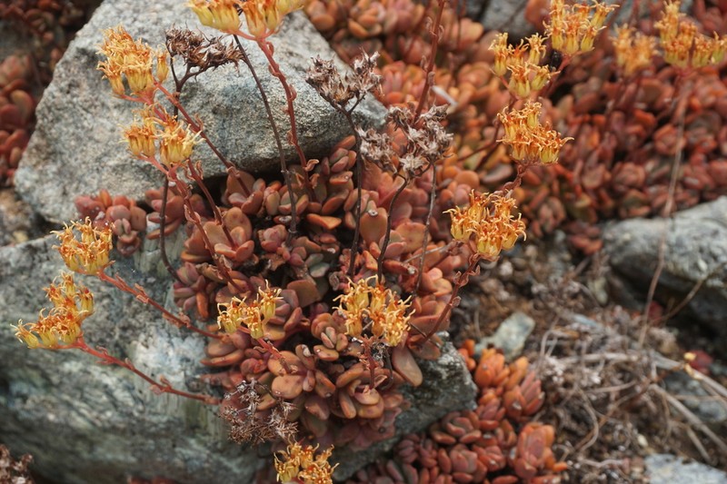 Blue Creek Stonecrop