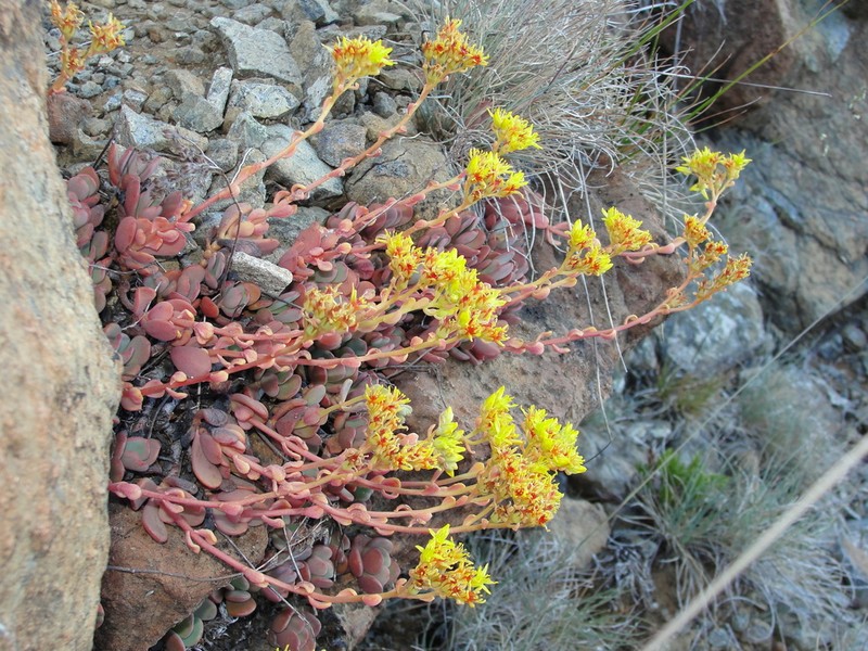 Blue Creek Stonecrop photo 2