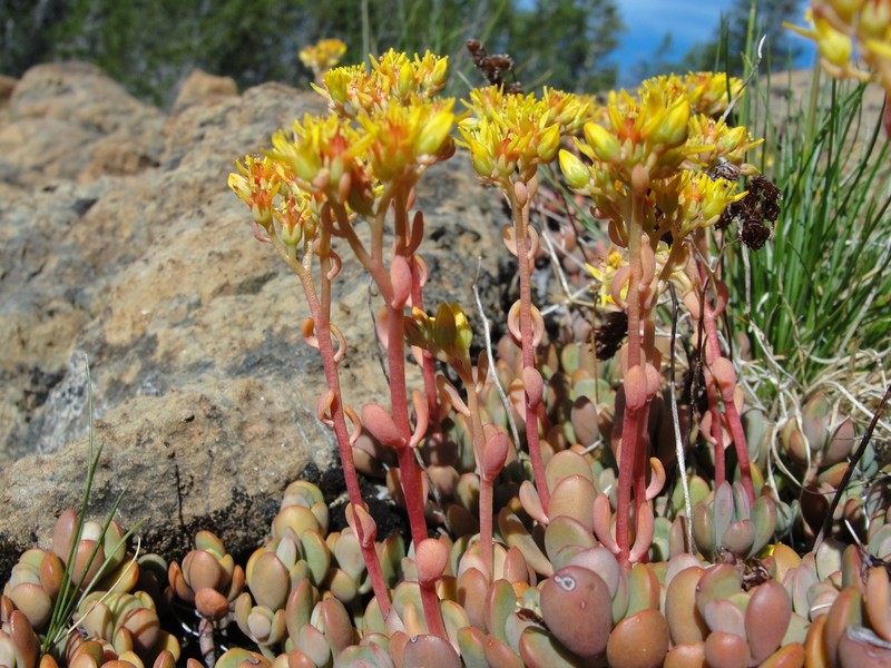 Blue Creek Stonecrop photo 3