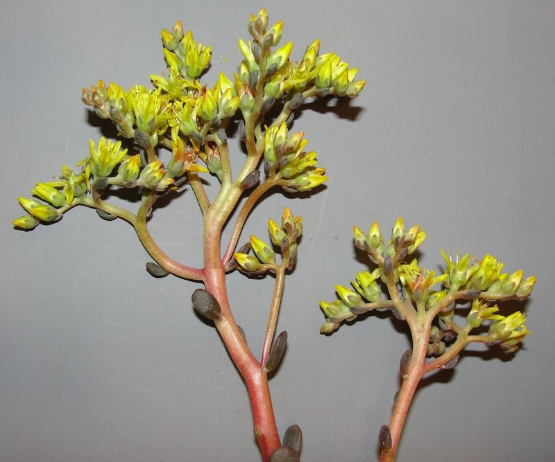 Blue Creek Stonecrop photo 4