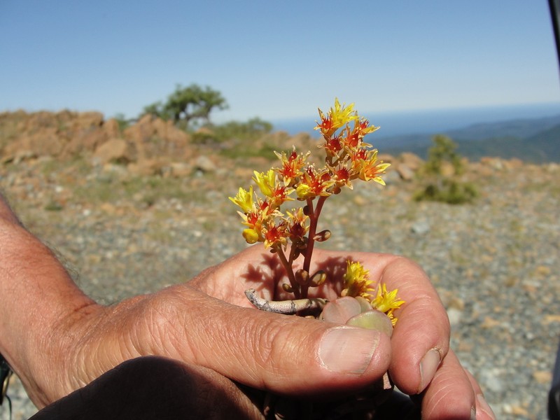 Blue Creek Stonecrop photo 5