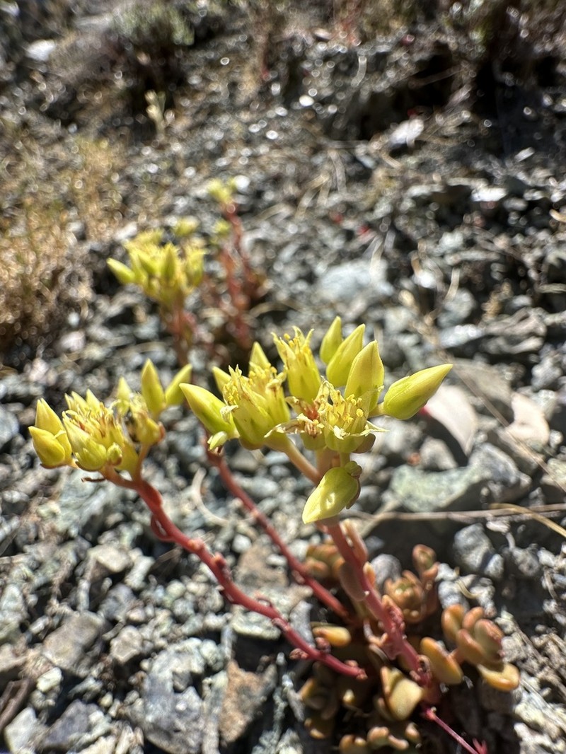 Blue Creek Stonecrop photo 6