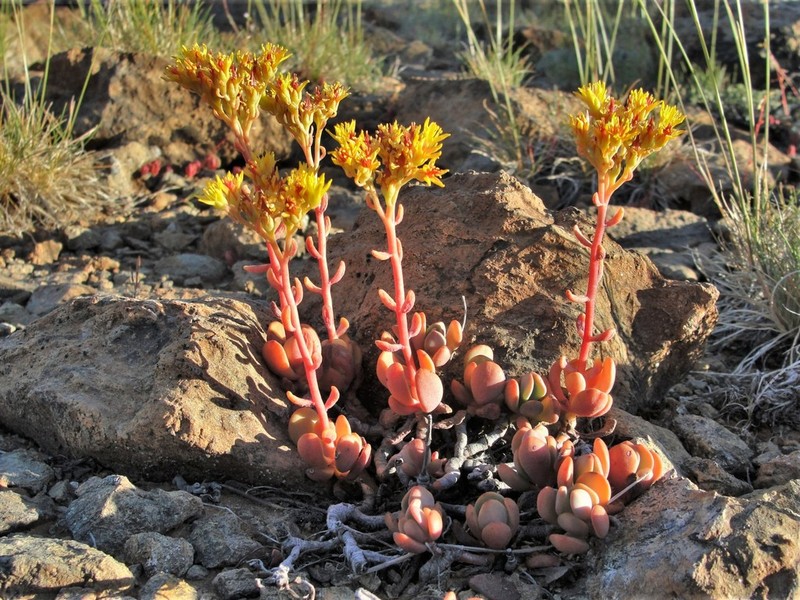 Blue Creek Stonecrop photo 7