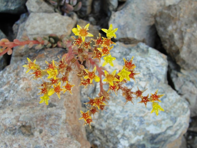 Blue Creek Stonecrop photo 8