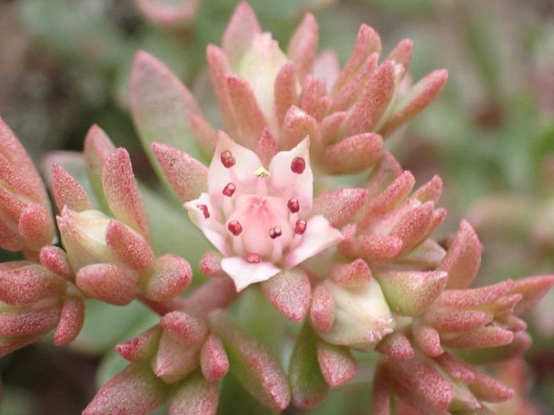 Cockerell's Stonecrop