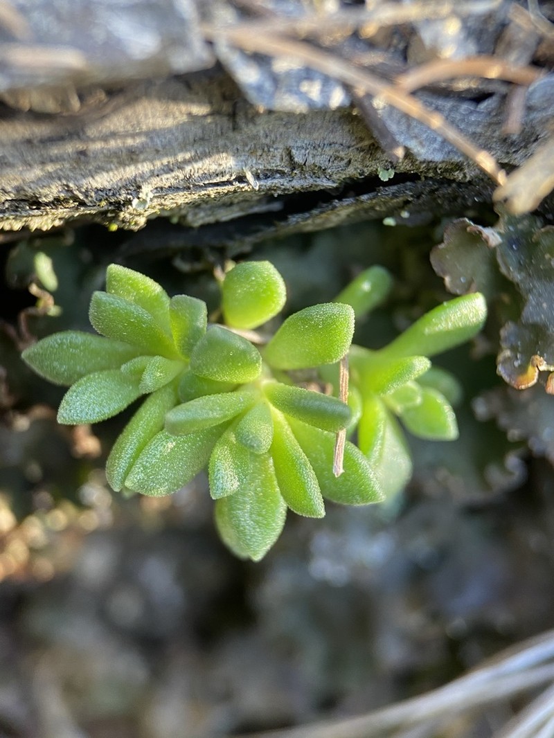 Cockerell's Stonecrop photo 2