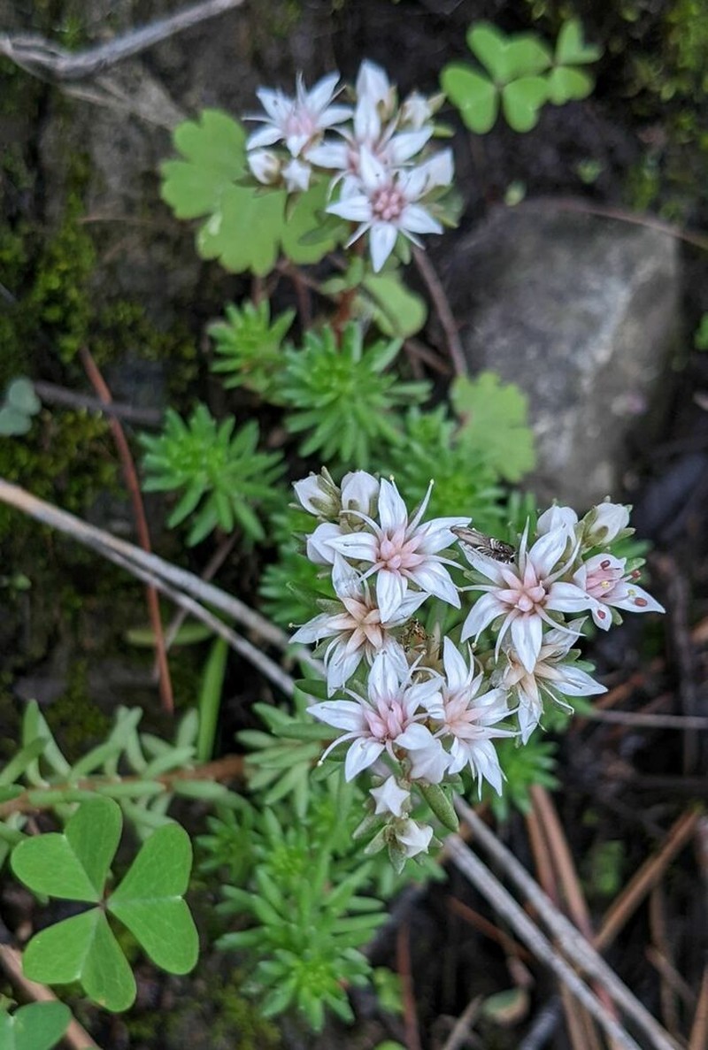 Cockerell's Stonecrop photo 3