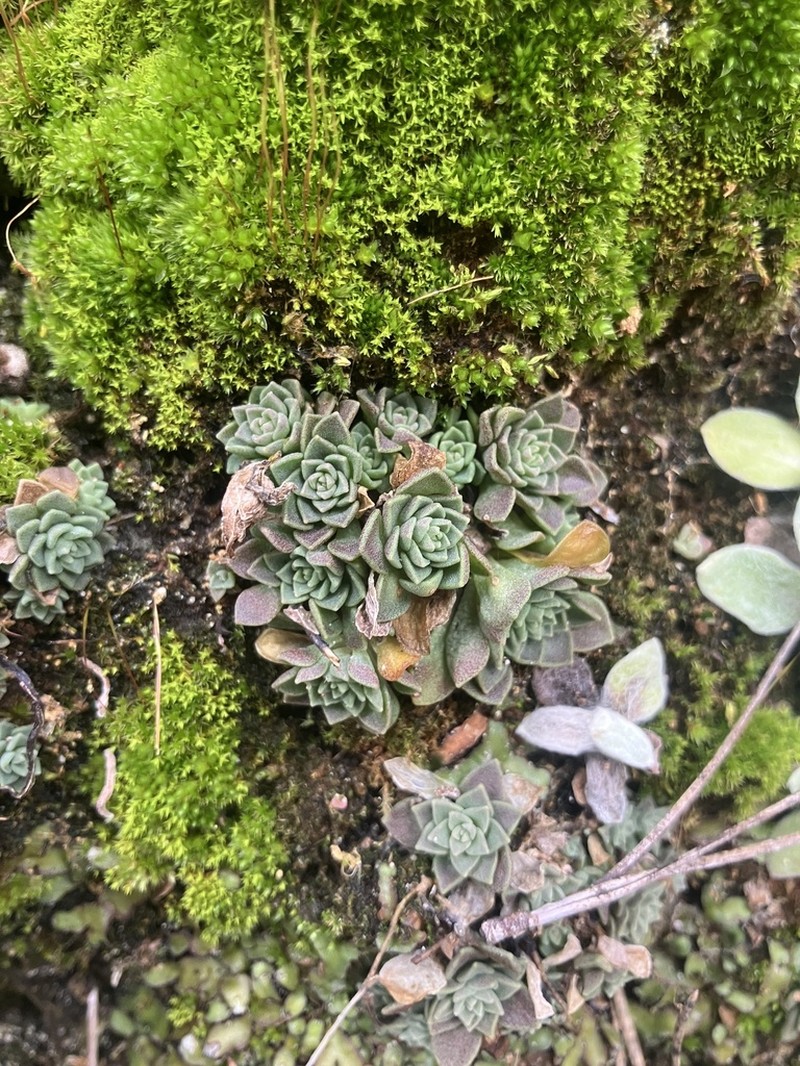 Cockerell's Stonecrop photo 4
