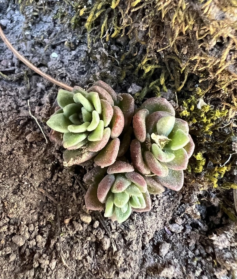 Cockerell's Stonecrop photo 5