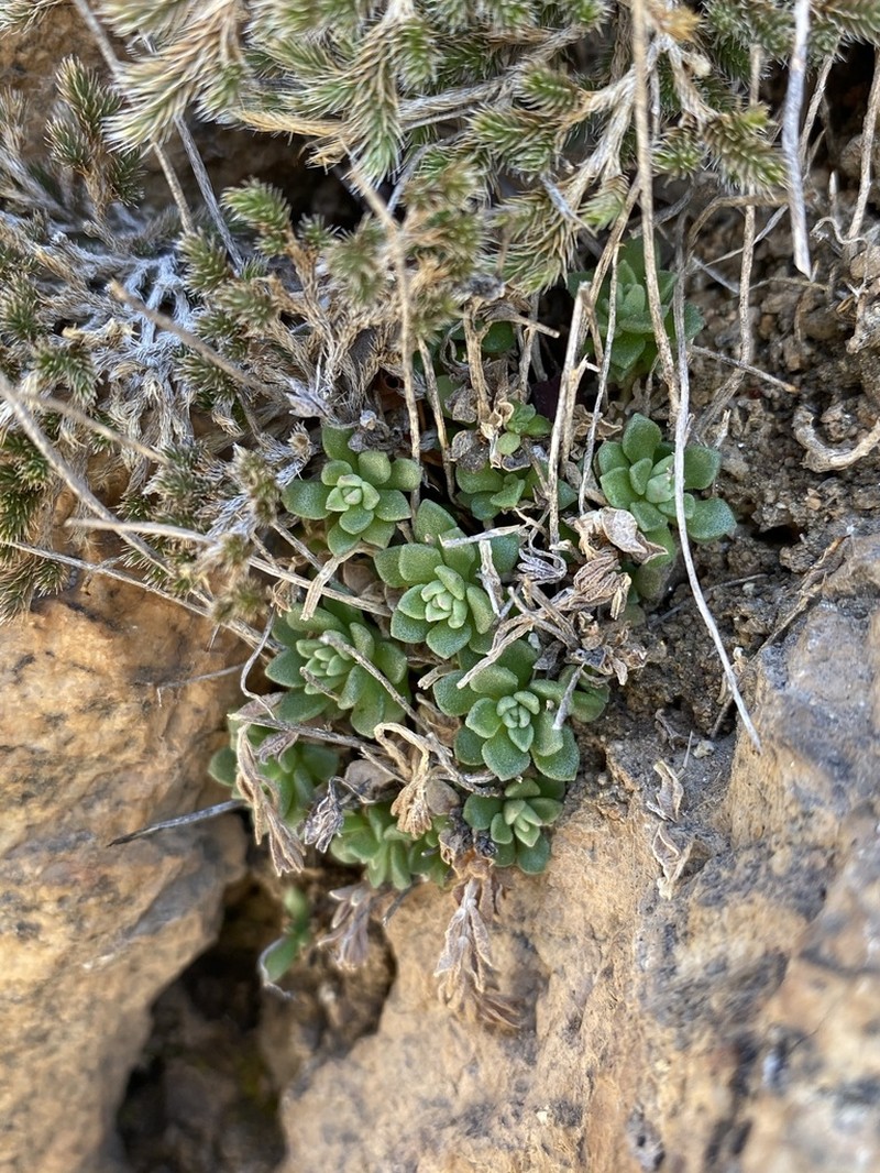 Cockerell's Stonecrop photo 6