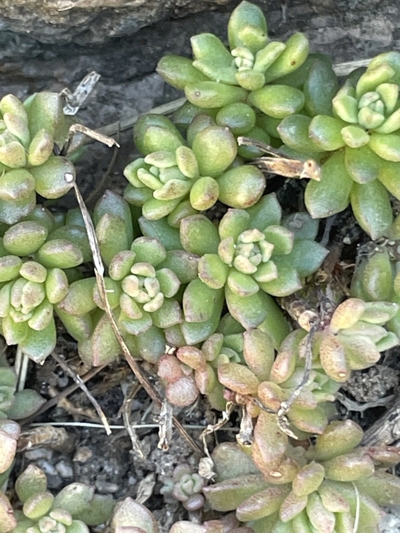 Cockerell's Stonecrop photo 7