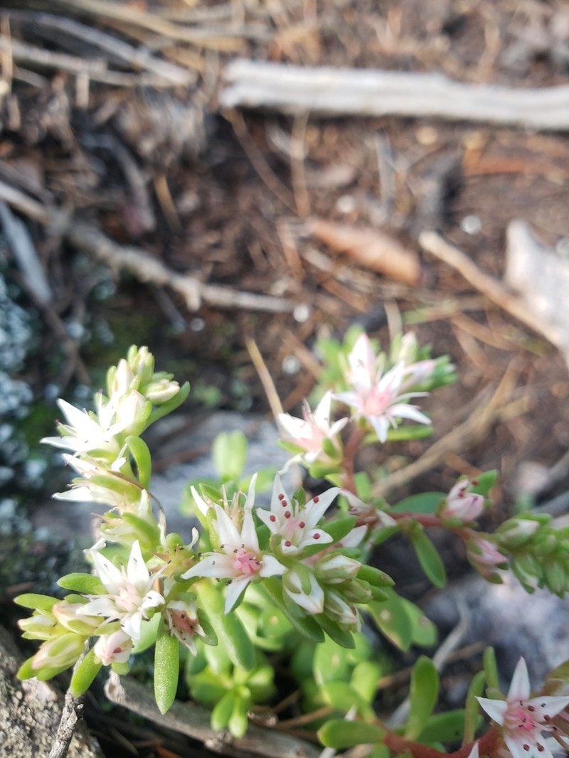 Cockerell's Stonecrop photo 8