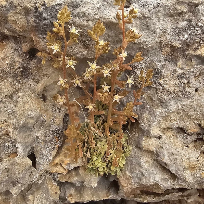 Sedum creticum subsp. cyrenaicum