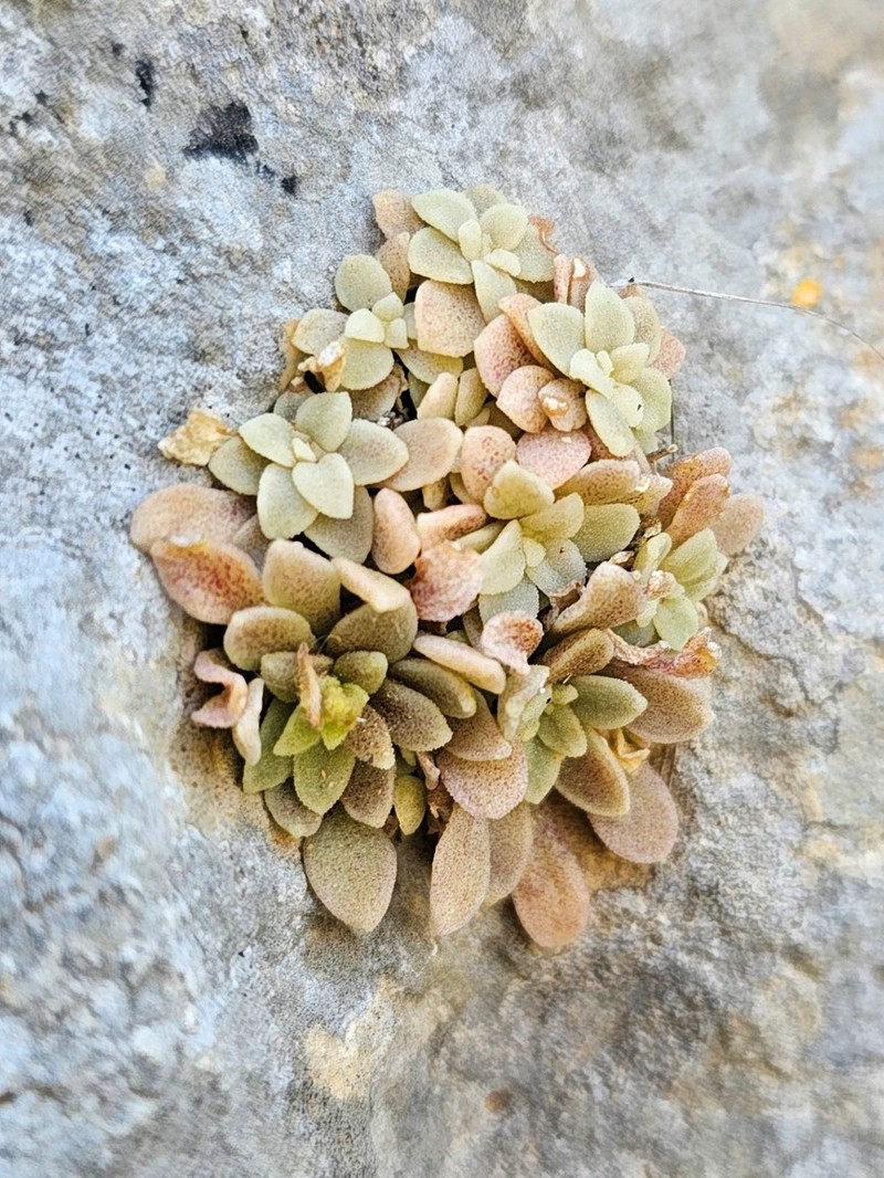 Sedum creticum subsp. cyrenaicum photo 2