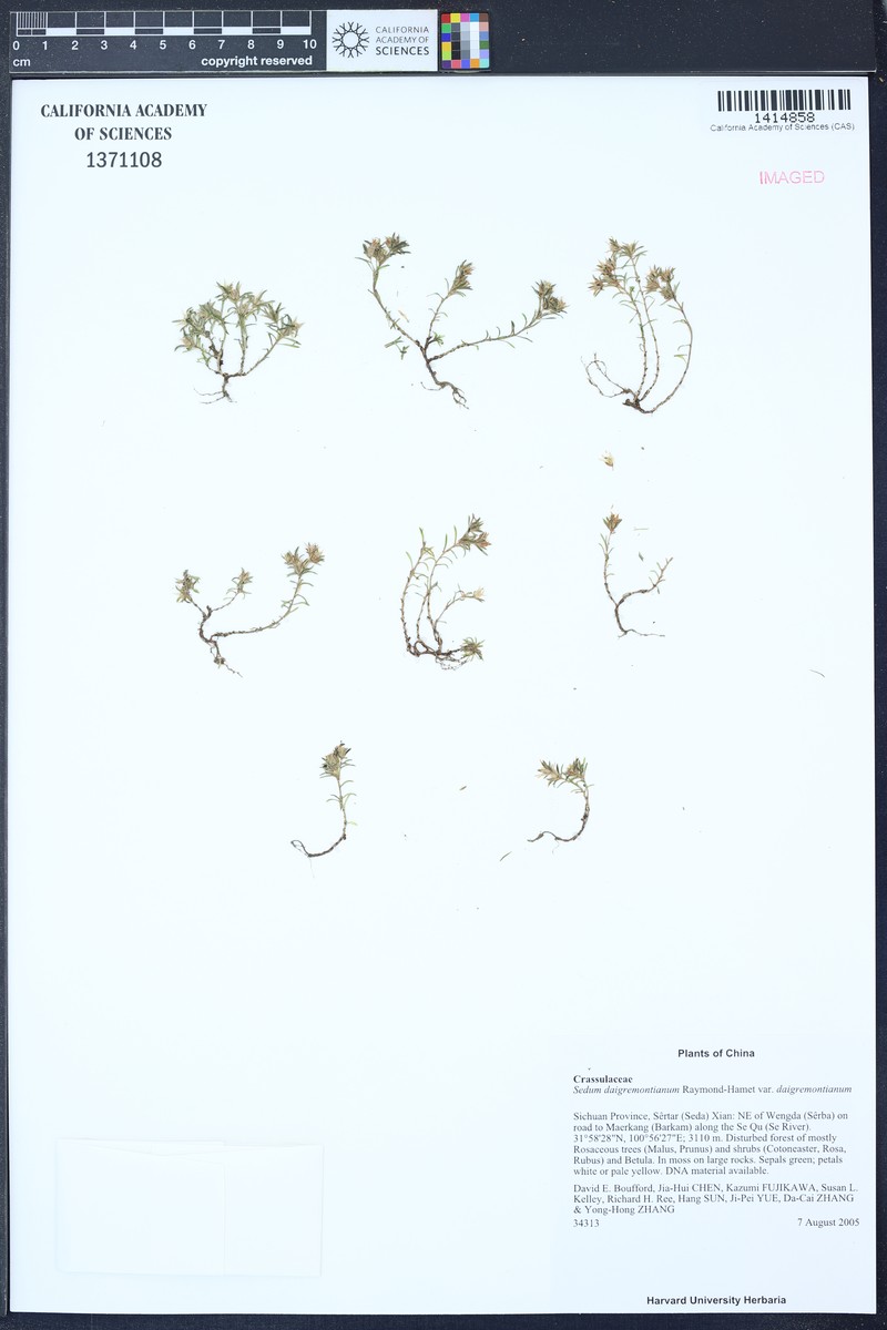 Sedum daigremontianum var. daigremontianum