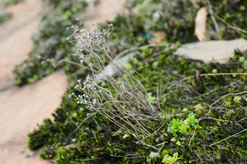 Sedum danxiacola
