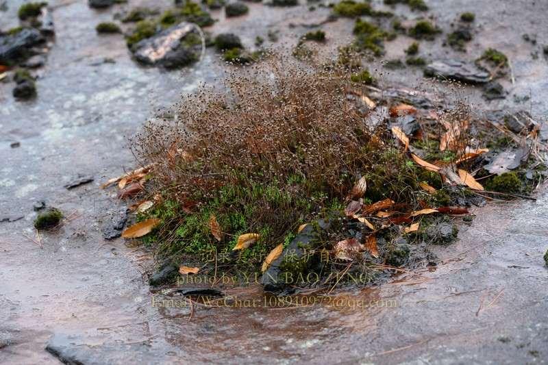 Sedum danxiacola photo 2