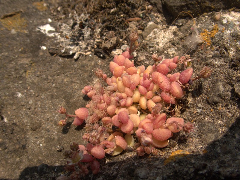 Thick-Leaf Stonecrop photo 3