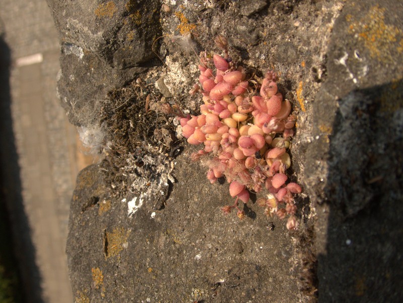 Thick-Leaf Stonecrop photo 4