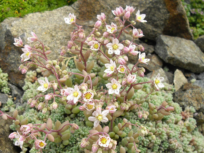 Thick-Leaf Stonecrop photo 5