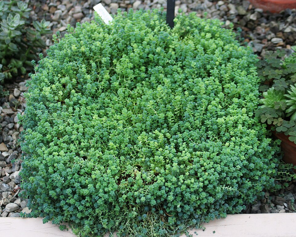 Thick-Leaf Stonecrop photo 6