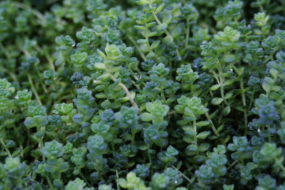 Thick-Leaf Stonecrop photo 7