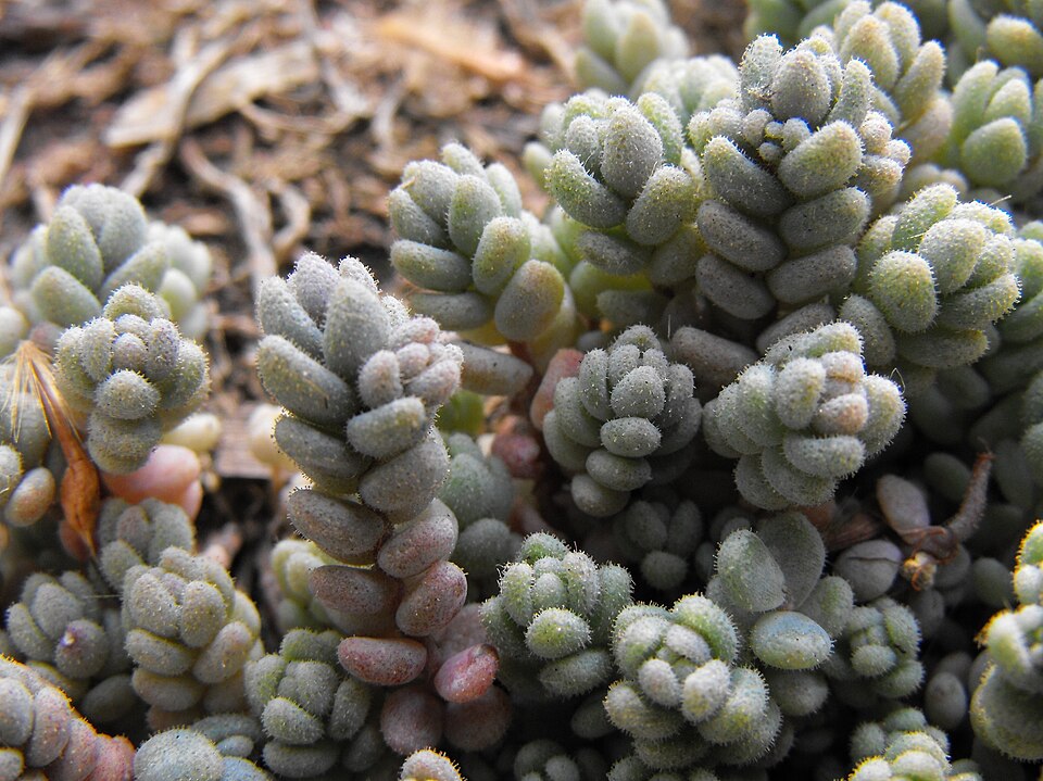 Thick-Leaf Stonecrop photo 8