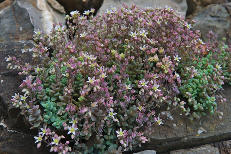 Thick-Leaf Stonecrop photo 2