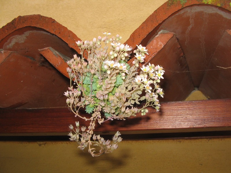 Thick-Leaf Stonecrop