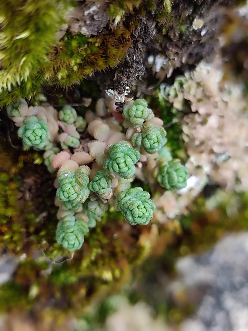 Sedum dasyphyllum subsp. dasyphyllum