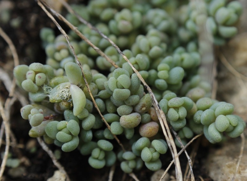 Sedum dasyphyllum subsp. dasyphyllum photo 2