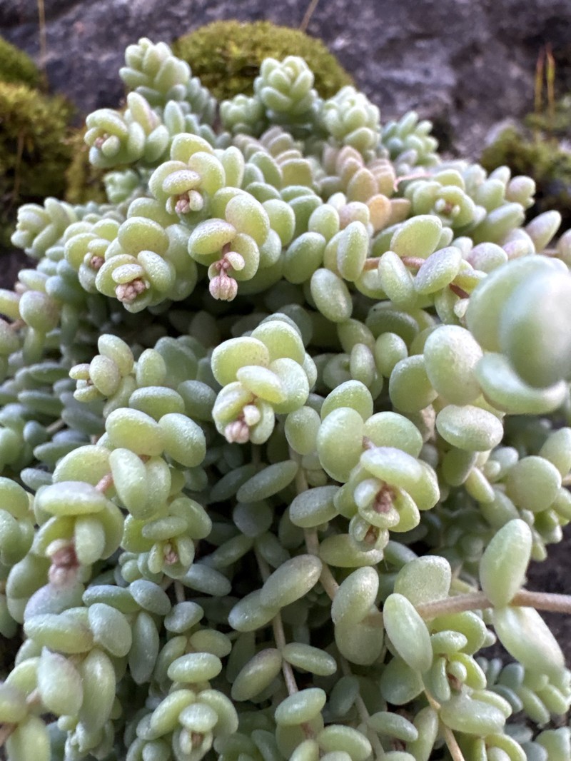 Sedum dasyphyllum subsp. dasyphyllum photo 3