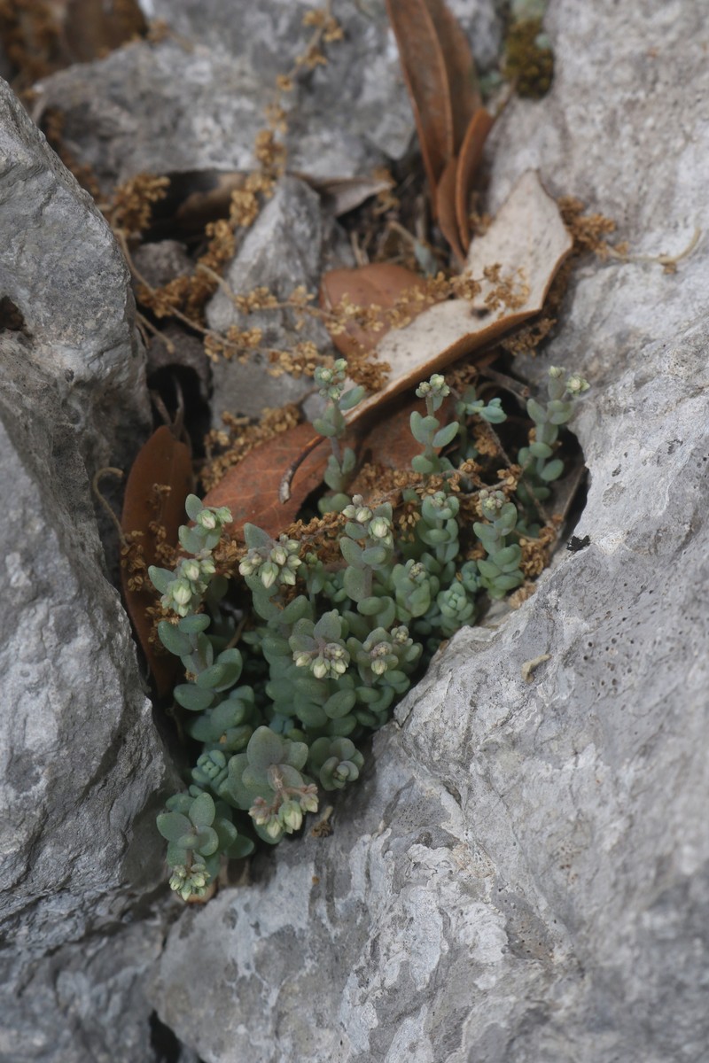 Sedum dasyphyllum subsp. dasyphyllum photo 4