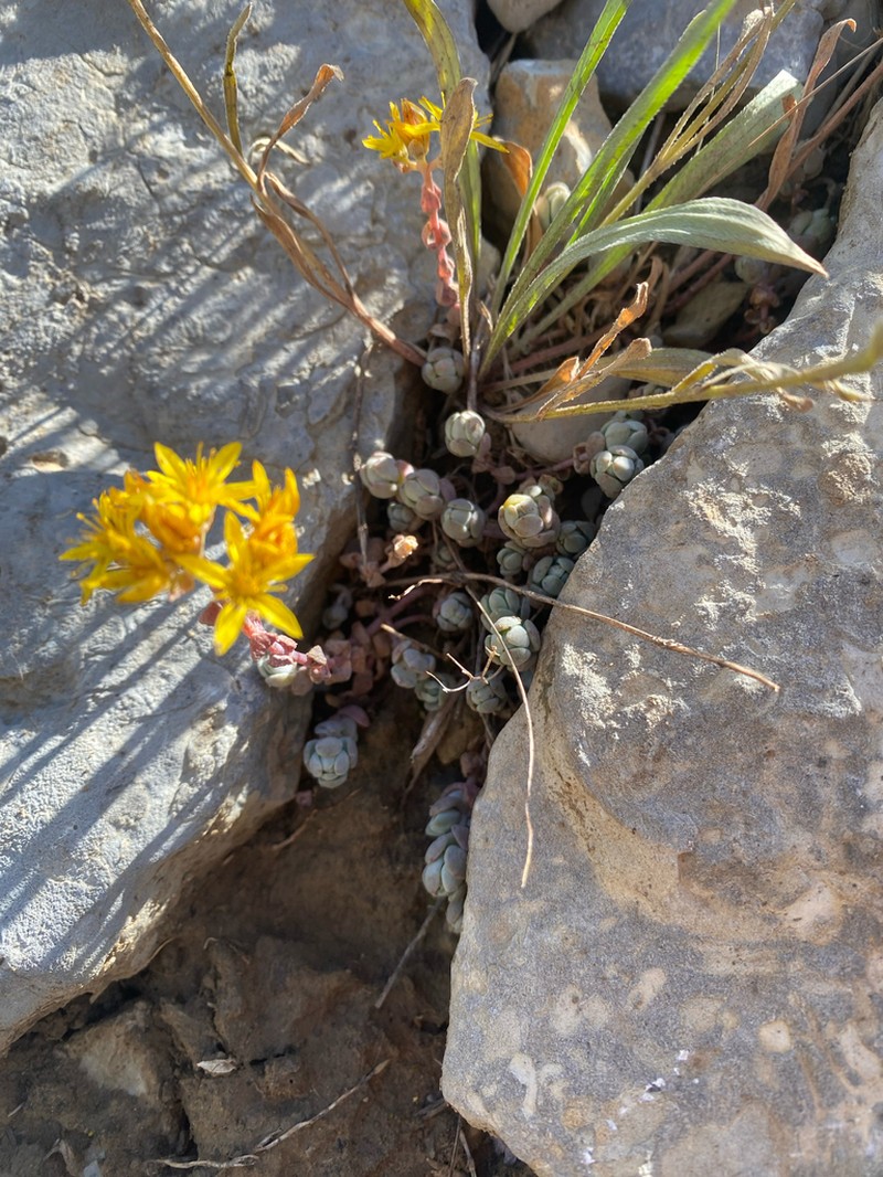 Orpine Stonecrop photo 3